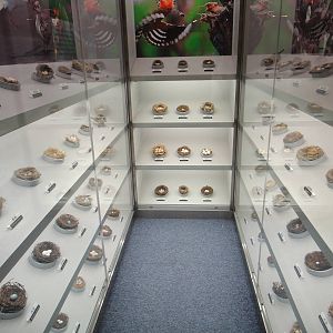 Museum of Biological Specimens Beijing Normal University