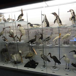 Museum of Biological Specimens Beijing Normal University