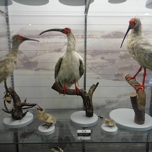 Crested Ibis