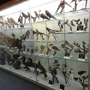 Museum of Biological Specimens Beijing Normal University