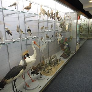 Museum of Biological Specimens Beijing Normal University