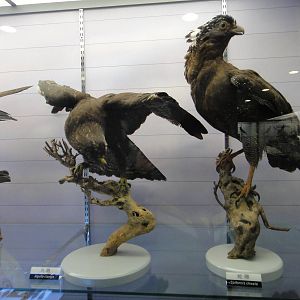 Museum of Biological Specimens Beijing Normal University