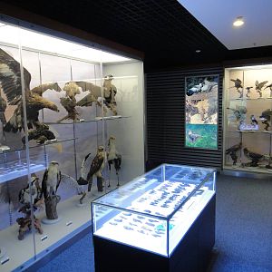 Museum of Biological Specimens Beijing Normal University