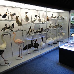 Museum of Biological Specimens Beijing Normal University