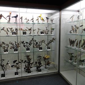 Museum of Biological Specimens Beijing Normal University