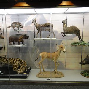 Museum of Biological Specimens Beijing Normal University