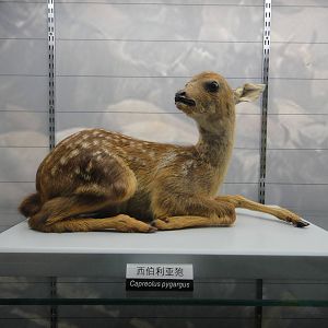 Roe deer (Capreolus pygargus) fawn