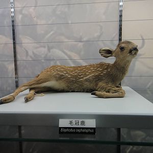 Tufted deer (Elaphodus cephalophus) fawn