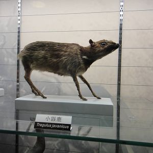 Javan mouse-deer (Tragulus javanicus)