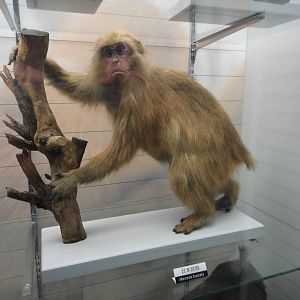 Japanese macaque (Macaca fuscata)