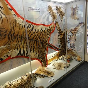 Museum of Biological Specimens Beijing Normal University