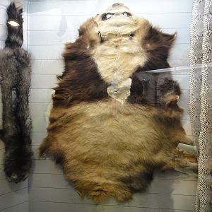 the first specimen of Qinling Panda (Ailuropoda melanoleuca qinlingensis)