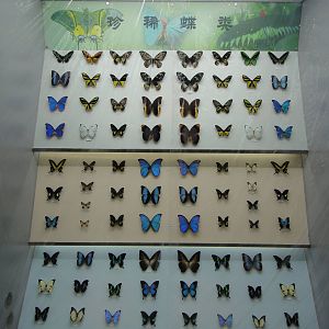 Museum of Biological Specimens Beijing Normal University