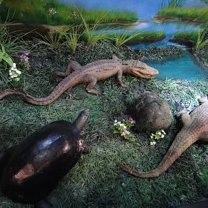 Museum of Biological Specimens Beijing Normal University