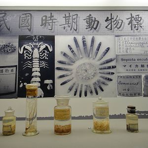 Museum of Biological Specimens Beijing Normal University