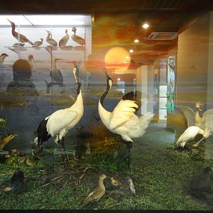 Museum of Biological Specimens Beijing Normal University