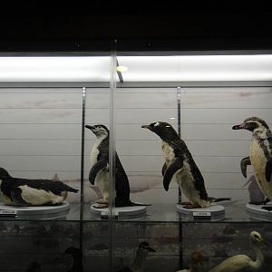 Museum of Biological Specimens Beijing Normal University