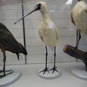 Black-faced spoonbill （Platalea minor）