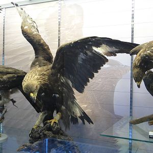 Museum of Biological Specimens Beijing Normal University