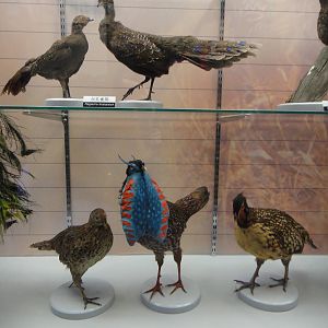 Museum of Biological Specimens Beijing Normal University