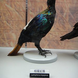 Himalayan monal (Lophophorus impejanus)