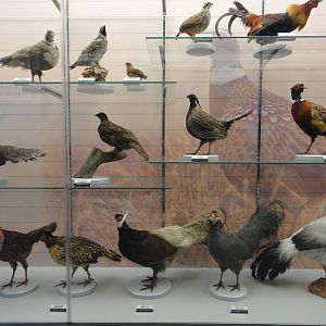 Museum of Biological Specimens Beijing Normal University