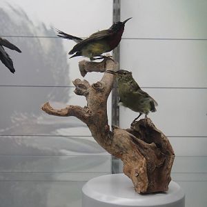 Museum of Biological Specimens Beijing Normal University