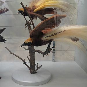 Greater bird of paradise (Paradisaea apoda)