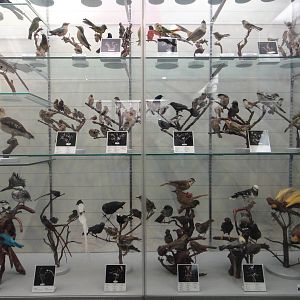 Museum of Biological Specimens Beijing Normal University