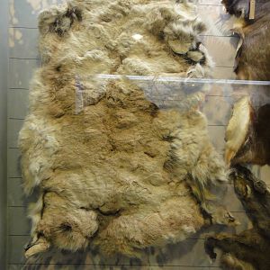 skin of Tibetan antelope