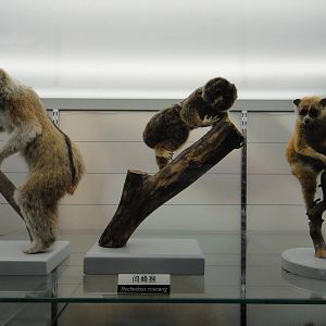 Slow Loris Specimens