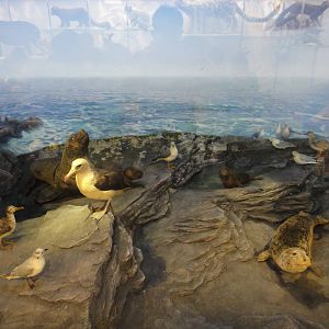 Museum of Biological Specimens Beijing Normal University