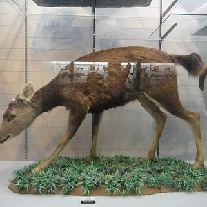 Sambar deer (Rusa unicolor)