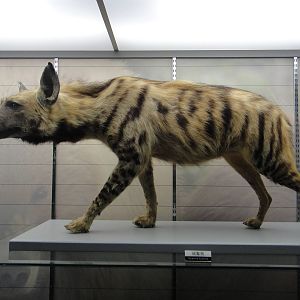 Striped hyaena (Hyaena hyaena)