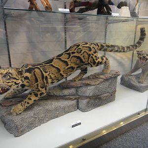 Clouded Leopard (Neofelis nebulosa)