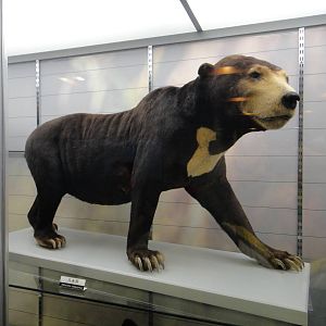 Sun bear (Helarctos malayanus)