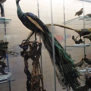 Yunnan green peafowl (Pavo muticus imperator)