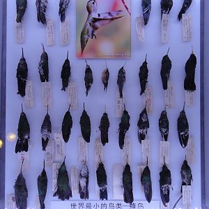 hummingbird specimens (period of ROC)