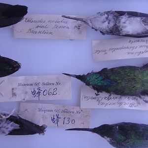 hummingbird specimens (period of ROC)