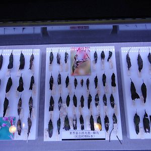 hummingbird specimens (period of ROC)