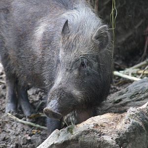 Formosan wild boar