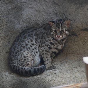Formosan leopard cat