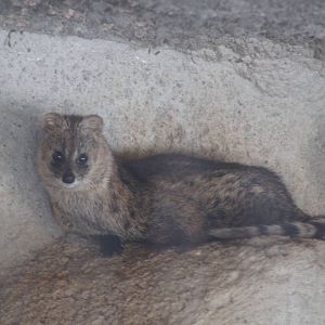 Little chinese civet