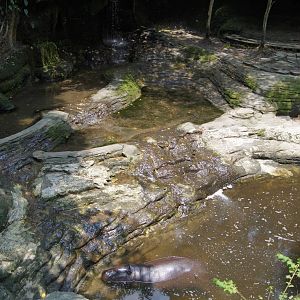 Pygmy hippo