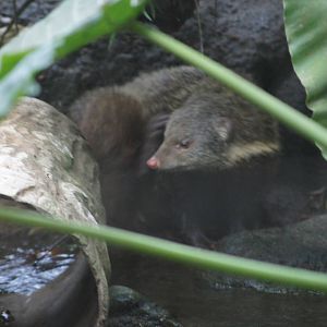 Crab-eating mongoose