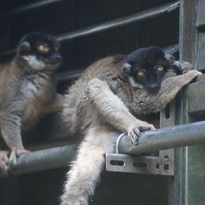 Brown lemurs