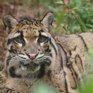 Clouded leopard