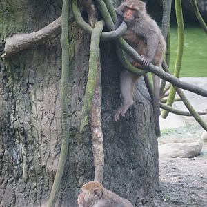 Formosan rock monkey