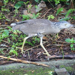 Wild Juvenile Malayan night heron