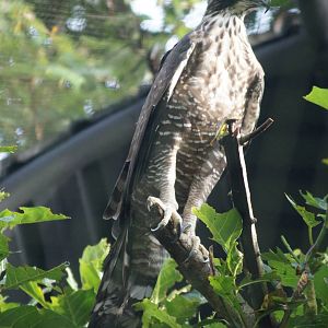 Hodgson's hawk eagle